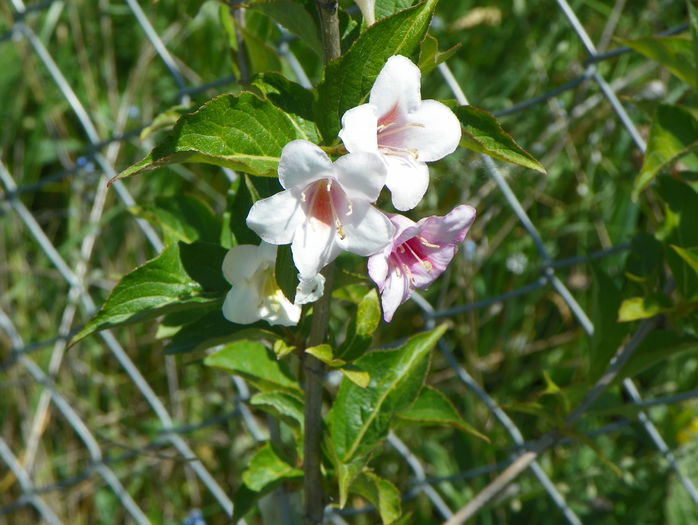 weigela florida - z-Dobarland 2015
