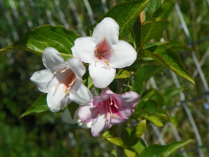 weigela florida - z-Dobarland 2015