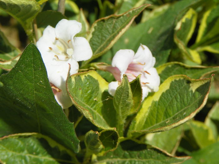 weigela variegata - z-Dobarland 2015