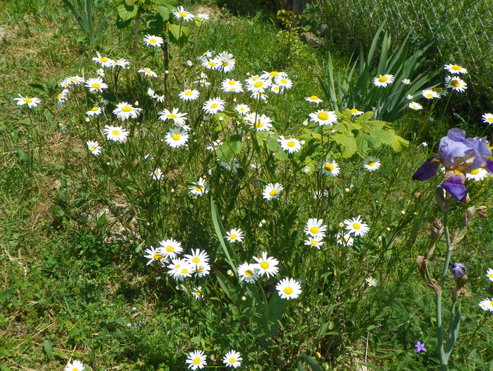 6 iun 371 - z-Dobarland 2015