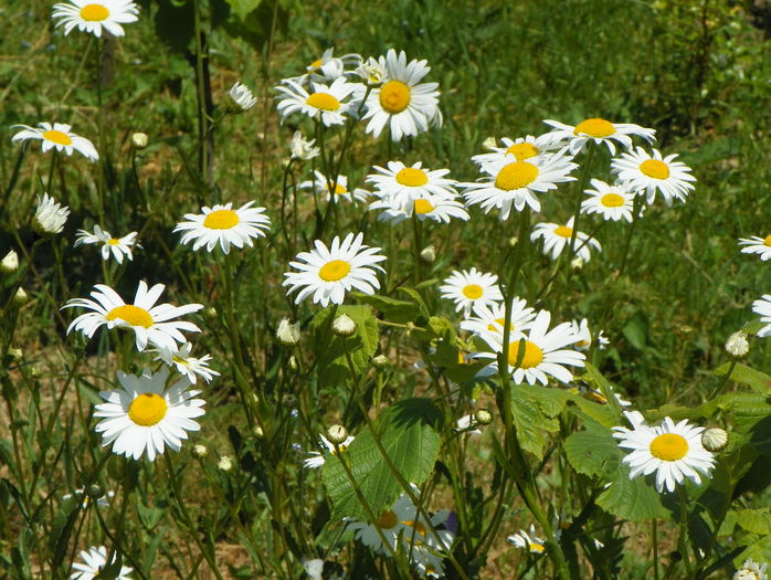 6 iun 372 - z-Dobarland 2015