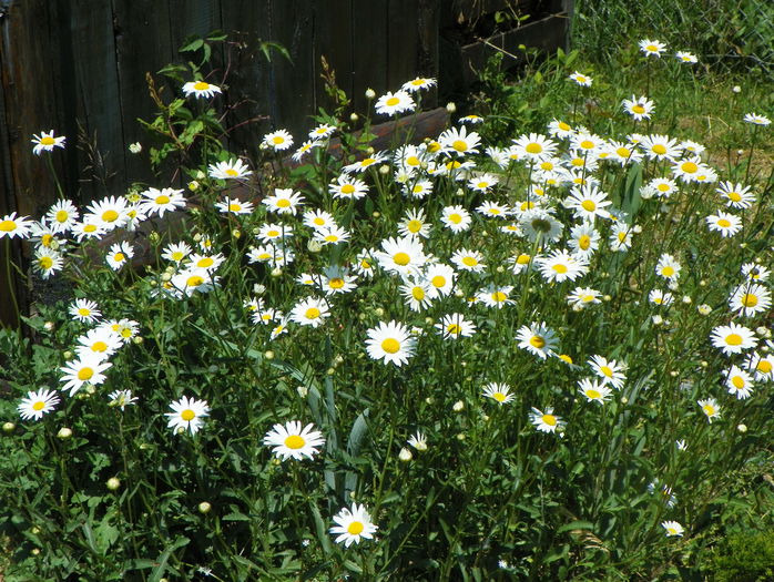 6 iun 374 - z-Dobarland 2015