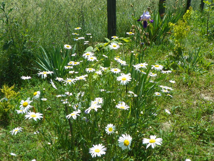 6 iun 376 - z-Dobarland 2015