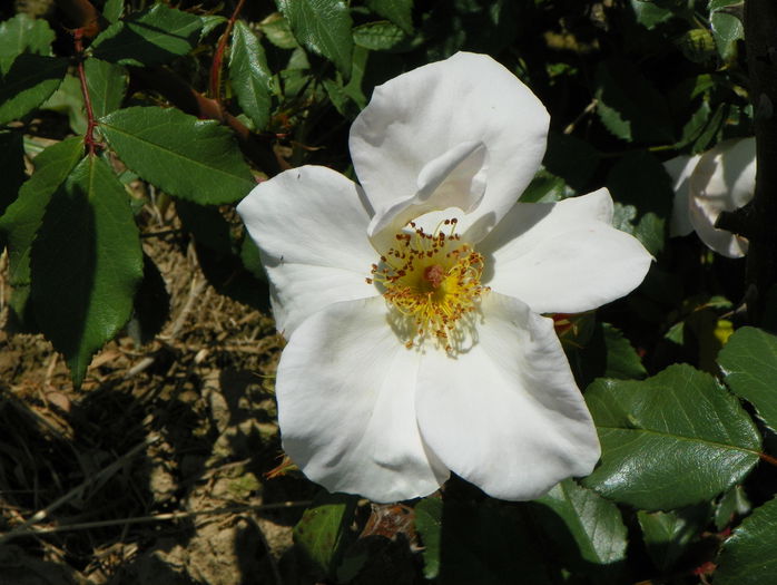 Sally Holmes - Trandafiri 2015