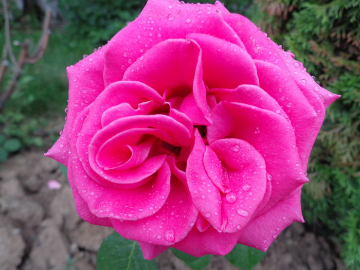 DSC08162 - Flori de trandafiri 2015