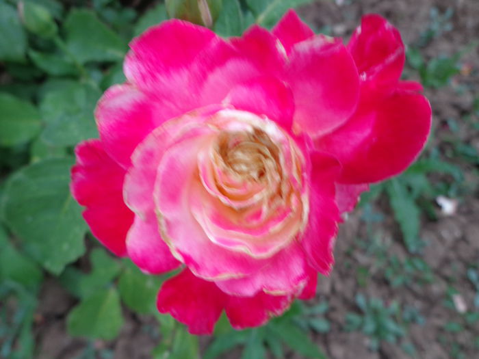 DSC08174 - Flori de trandafiri 2015