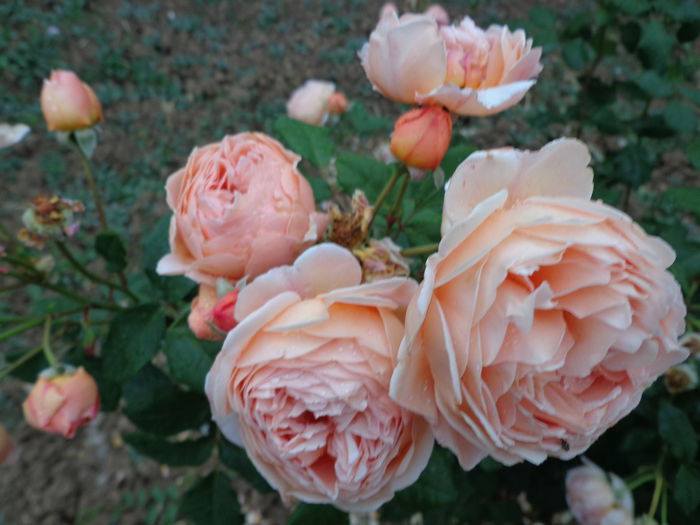 DSC08170 - Flori de trandafiri 2015