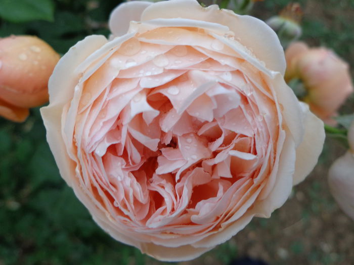 DSC08171 - Flori de trandafiri 2015