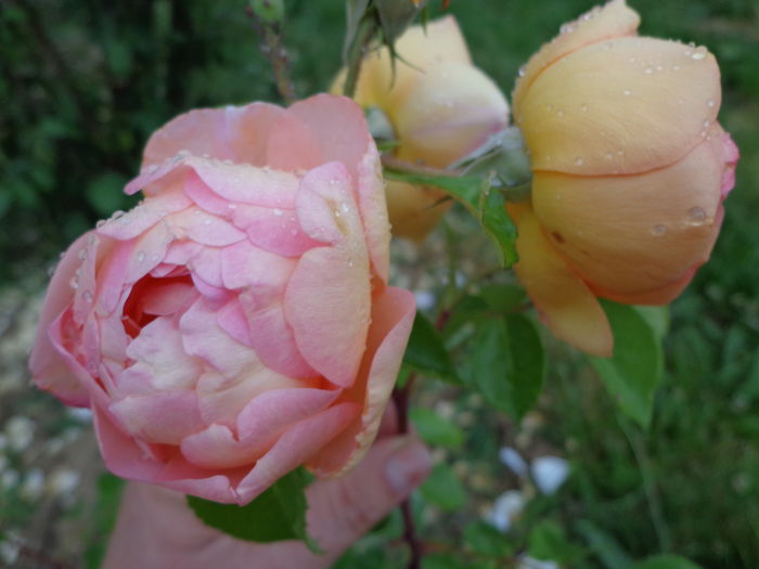 DSC08178 - Flori de trandafiri 2015