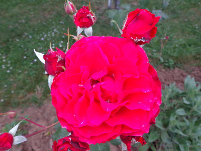 DSC08176 - Flori de trandafiri 2015