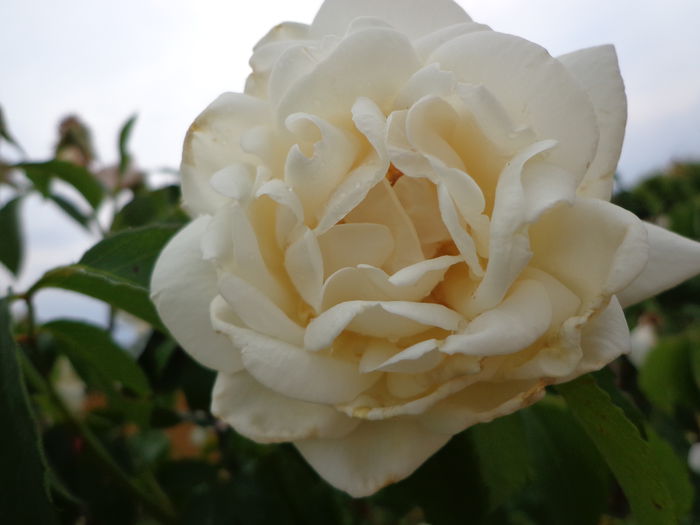DSC08180 - Flori de trandafiri 2015