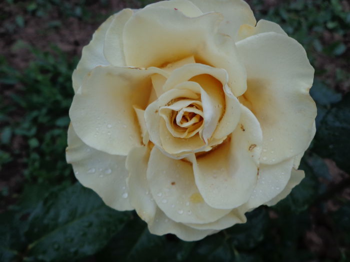 DSC08166 - Flori de trandafiri 2015