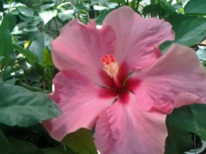 boreas pink - Hibiscusi 1