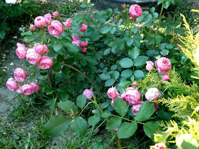 Pomponella - Gradina rozelor Iunie 2015