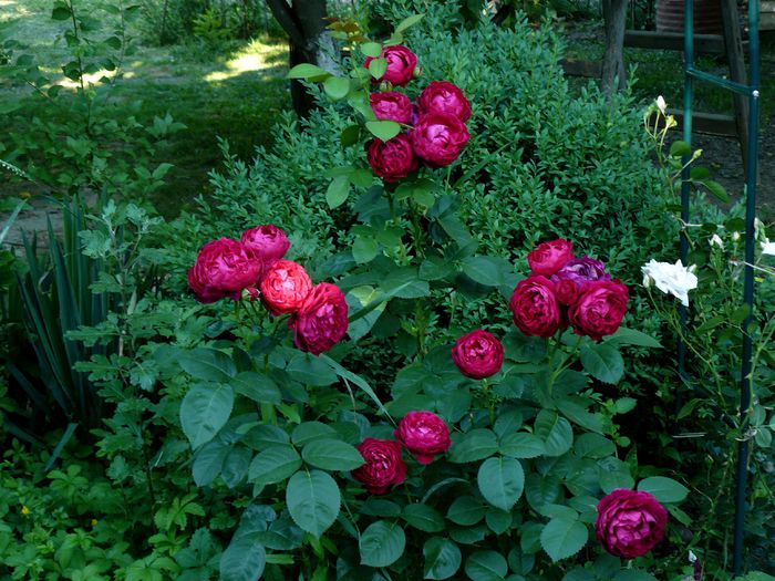 Ascot in umbra - Gradina rozelor Iunie 2015