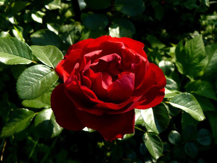 Florentina prima floare ! - Gradina rozelor Iunie 2015