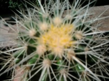 Fotografie5199 - Cactusi și suculente