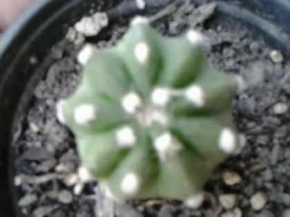 Fotografie5189 - Cactusi și suculente