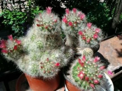 Fotografie5192 - Cactusi și suculente