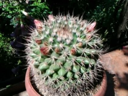 Fotografie5195 - Cactusi și suculente