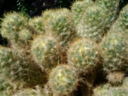 Fotografie5203 - Cactusi și suculente
