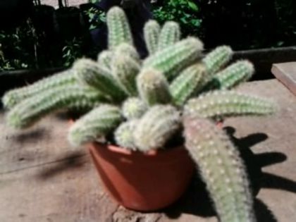 Fotografie5204 - Cactusi și suculente
