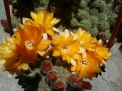 Fotografie5253 - Cactusi și suculente
