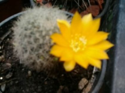 Fotografie4986 - Cactusi și suculente