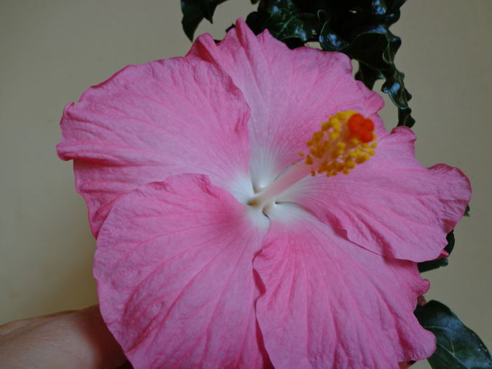 DSC07977 - HIBISCUS  2015
