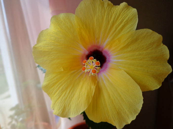 DSC08147 - HIBISCUS  2015