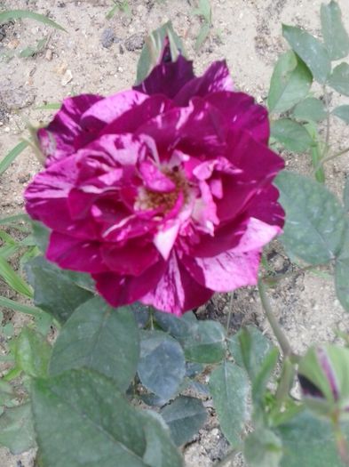 purple tiger
