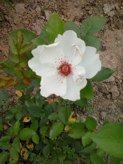 jacqueline du pre