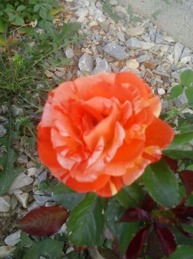 orange and lemons