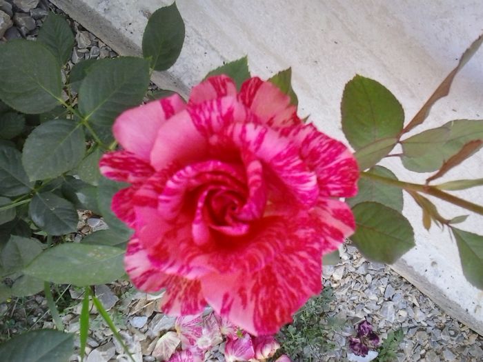 pink intuition
