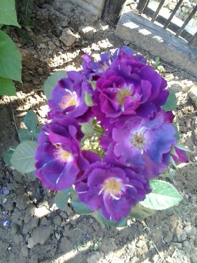 rhapsody in blue