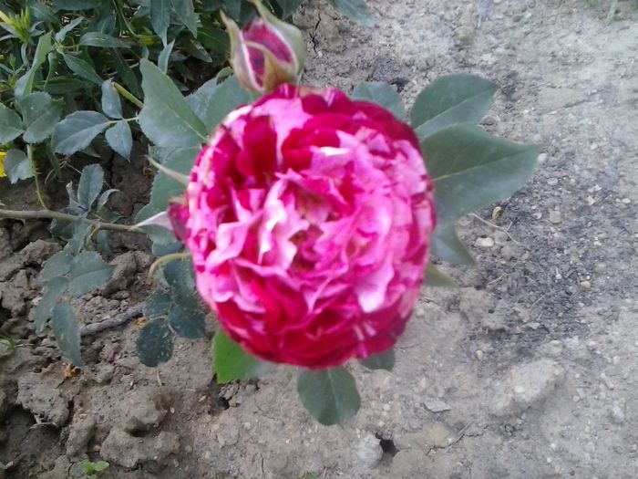 belle de segosa