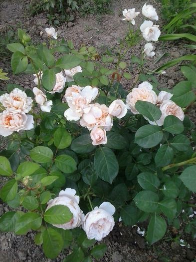 crown princess margaret
