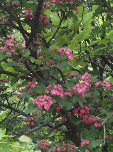 20150510_170058 salcam roz - identificare arbusti sau pomi