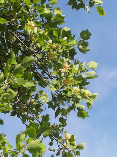 20150510_173012 arbore lalea - paulownia si arborele lalea