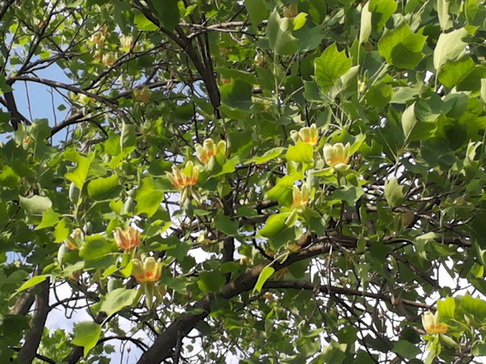 20150510_173036 - paulownia si arborele lalea