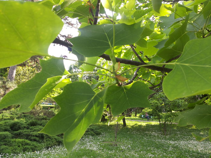 20150510_173329 - paulownia si arborele lalea