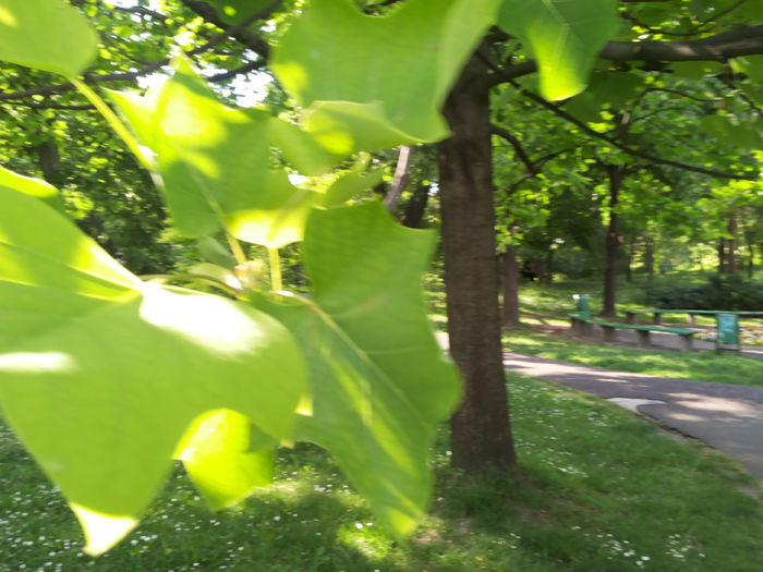 20150510_173400 - paulownia si arborele lalea