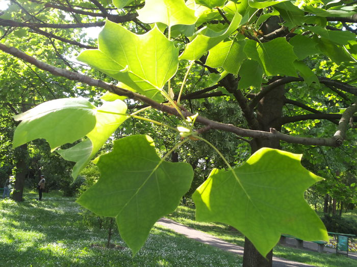 20150510_173410 - paulownia si arborele lalea