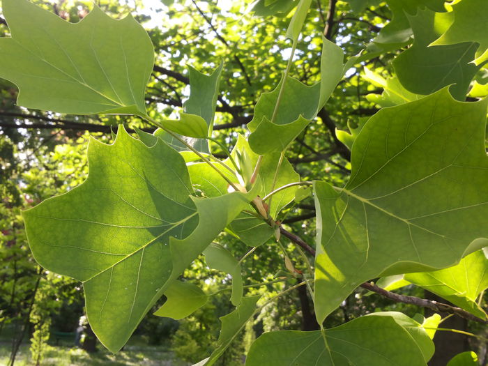 20150510_173414 - paulownia si arborele lalea