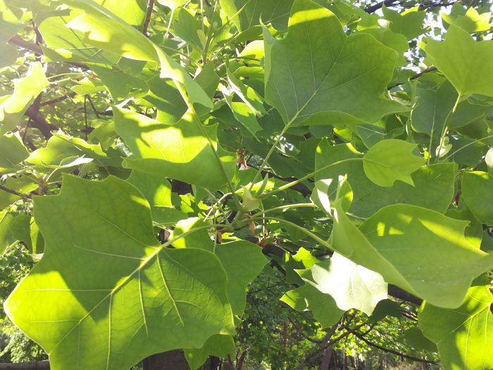 20150510_173418 - paulownia si arborele lalea