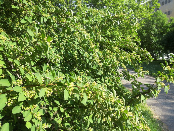 20150510_174153 - identificare arbusti sau pomi