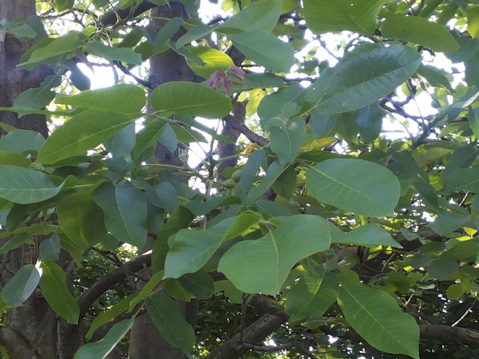 20150510_175634 nuc - identificare arbusti sau pomi