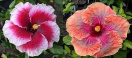 Hibiscus Tahitian Cherry Blossom & Iolanda Gommer - HIBISCUSI HIBRIZI de la MarianaN