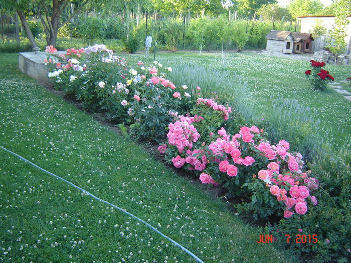 DSC00039 - Gradina mea 2015