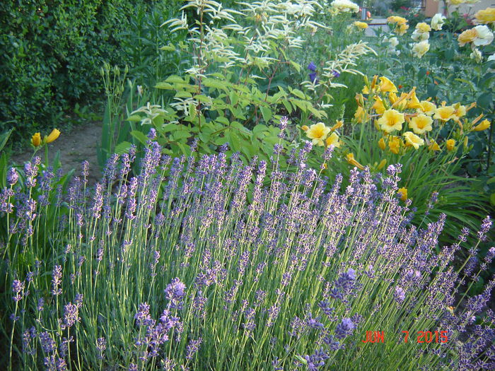 DSC00056 - Gradina mea 2015